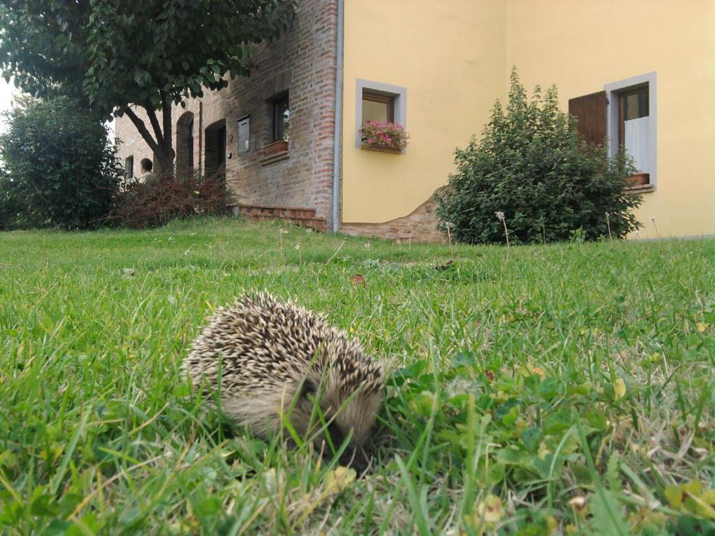 L'Olmo Di Casigliano Villa Cessapalombo ภายนอก รูปภาพ